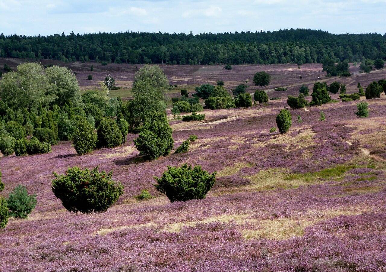 Lüneburger Heide